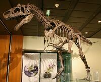 Mounted skeleton of "Big Al II" at the Houston Museum of Natural History.  Photo by Andy Tang